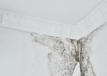 Schimmelbeseitigung nach Schimmelbefall an einer Decke eines Zimmers